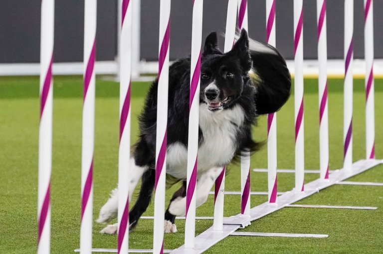 Wowed by the agility dogs at the Westminster show? Handlers explain how it's done | iNFOnews.ca