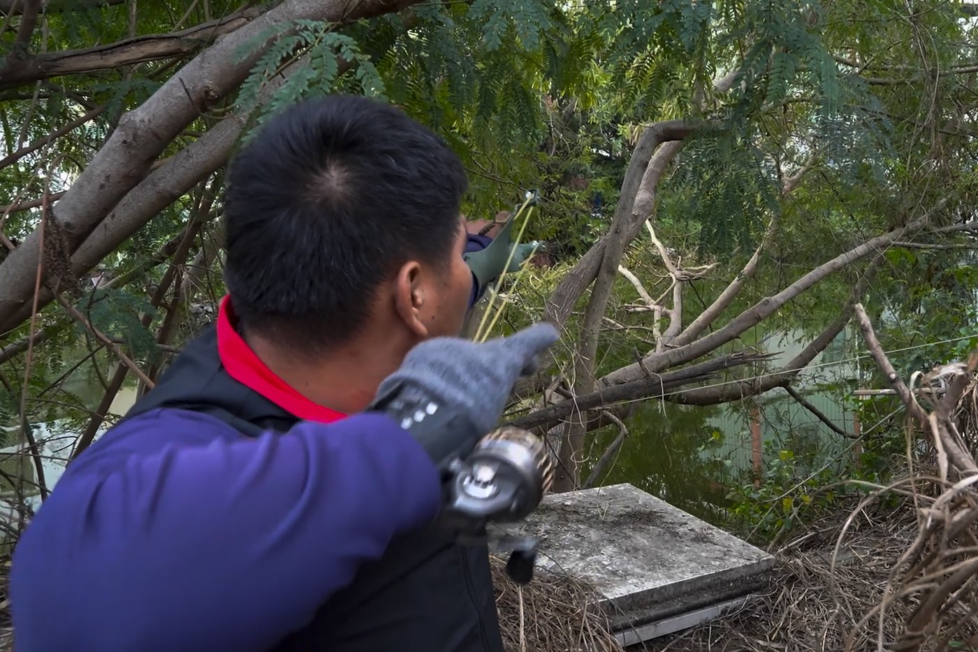 Taiwan plans to cull up to 120,000 green iguanas due to their negative impact on agriculture | iNFOnews.ca Taiwan plans to cull up to 120,000 green iguanas due to their negative impact on agriculture | iNFOnews.ca
