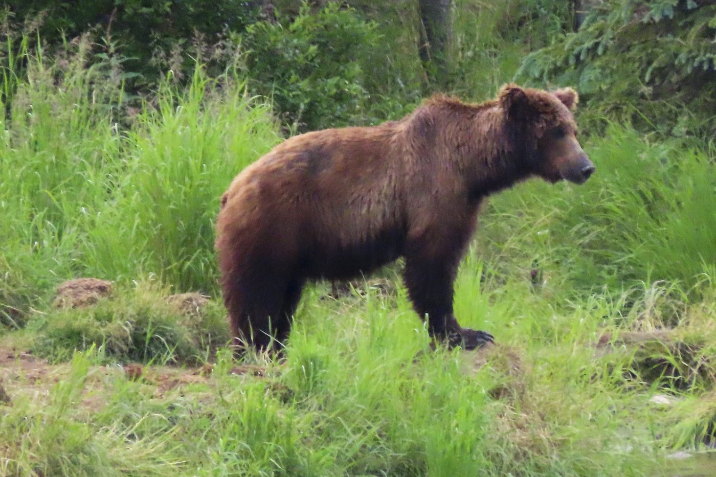Online voting in Alaska's Fat Bear Week contest starts after an attack killed 1 contestant | iNFOnews.ca