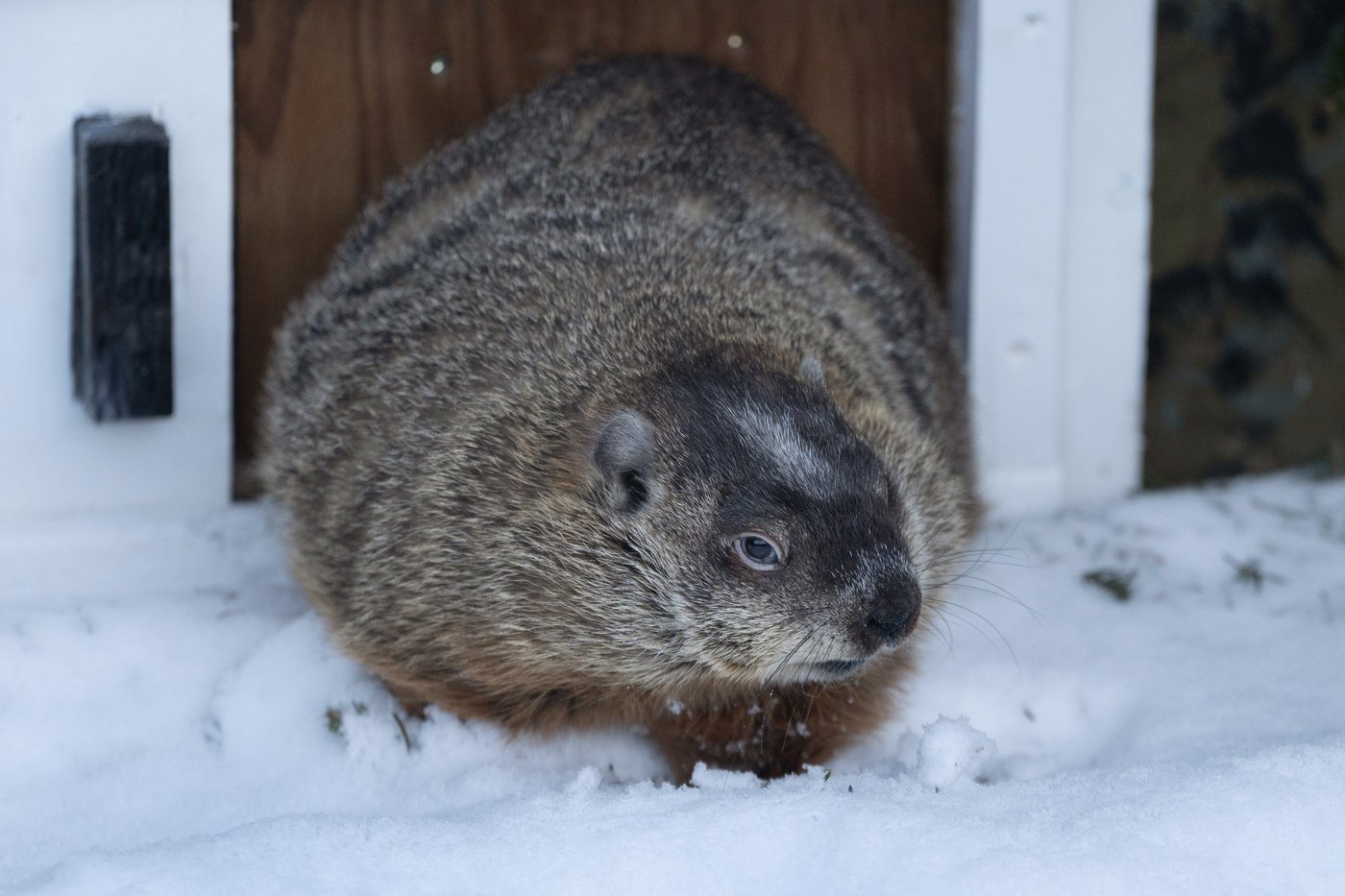 Groundhog Day 2026: Willie in Ontario, Fred in Quebec predict early spring's arrival | iNFOnews.ca