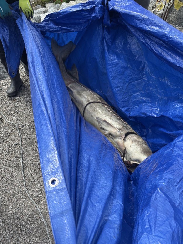 B.C. First Nation investigates sturgeon deaths, with plan to track drifting carcasses | iNFOnews.ca