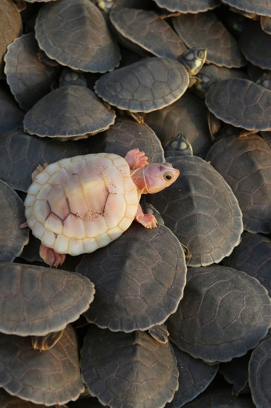 See the world in vertical: Top photos by AP's photojournalists | iNFOnews.ca