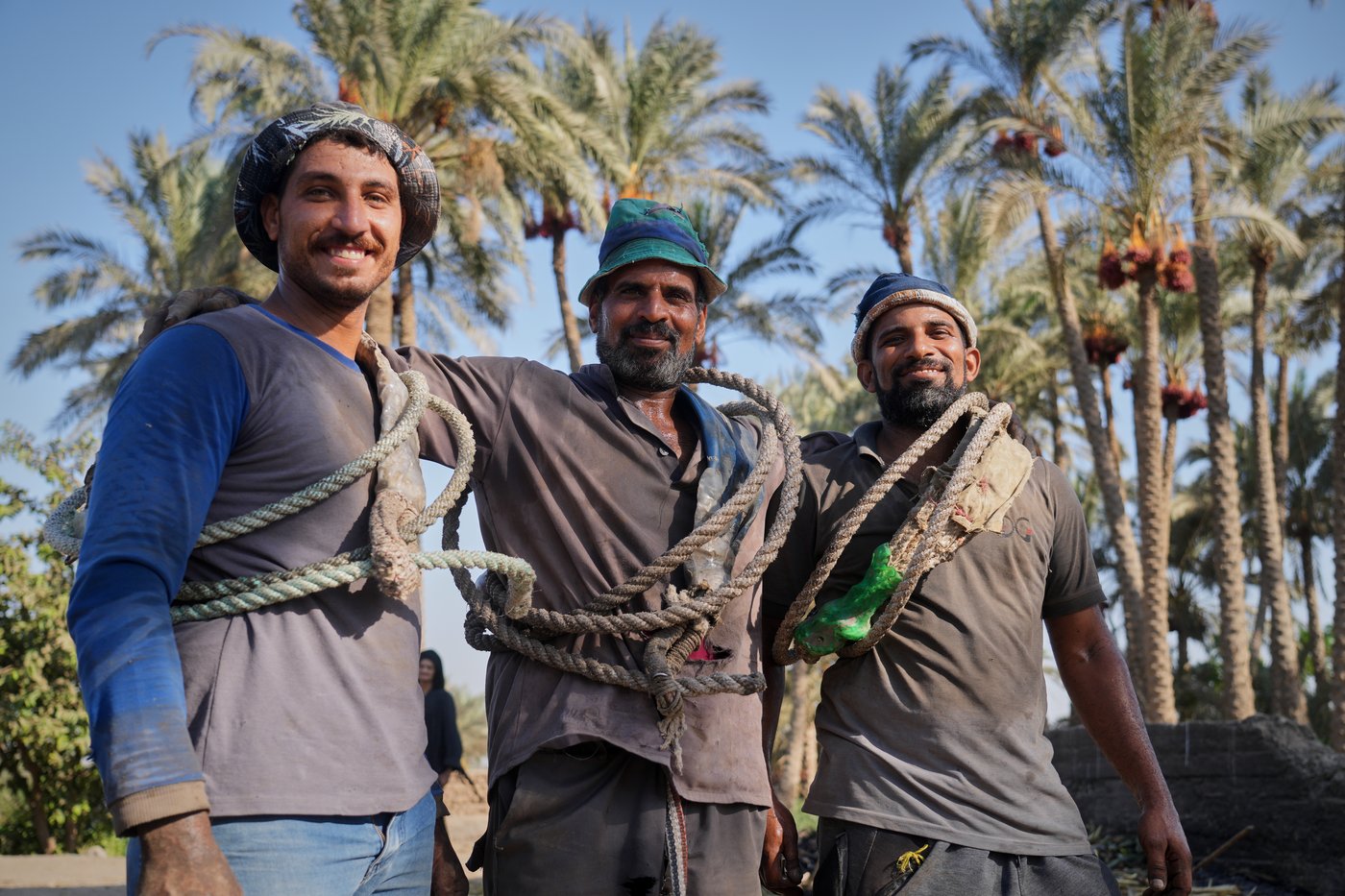 Photos capture the date harvest in an Egyptian village near Cairo | iNFOnews.ca