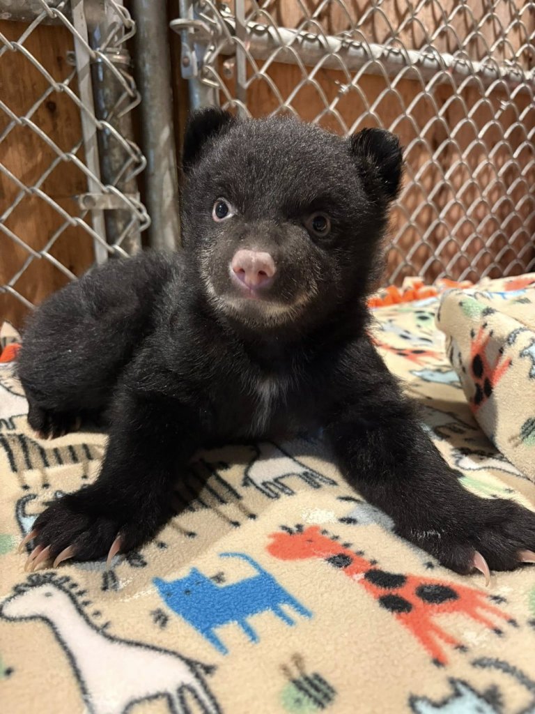 Two orphaned bear cubs rescued on Vancouver Island, after mom found dead | iNFOnews.ca
