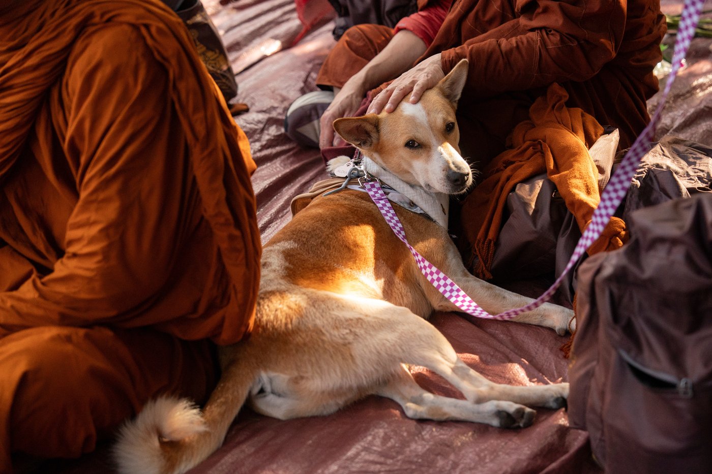 Buddhist monks and their dog captivate Americans while walking for peace | iNFOnews.ca Buddhist monks and their dog captivate Americans while walking for peace | iNFOnews.ca