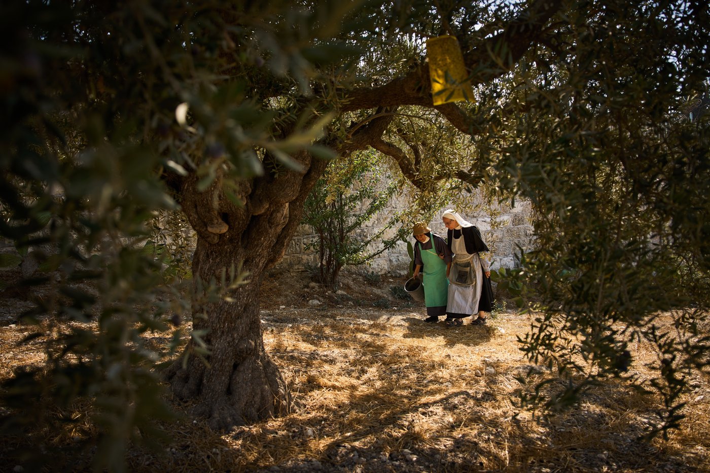 Photos show monks and nuns harvesting olives on the Holy Land’s Mount of Olives | iNFOnews.ca