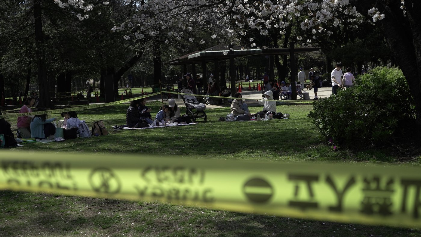 Collapse of Tokyo's aging cherry blossom trees during viewing season raises safety concerns | iNFOnews.ca