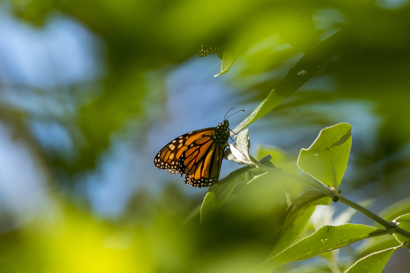 Dramatic drop in monarch butterfly count nears record 30-year low | iNFOnews.ca Dramatic drop in monarch butterfly count nears record 30-year low | iNFOnews.ca