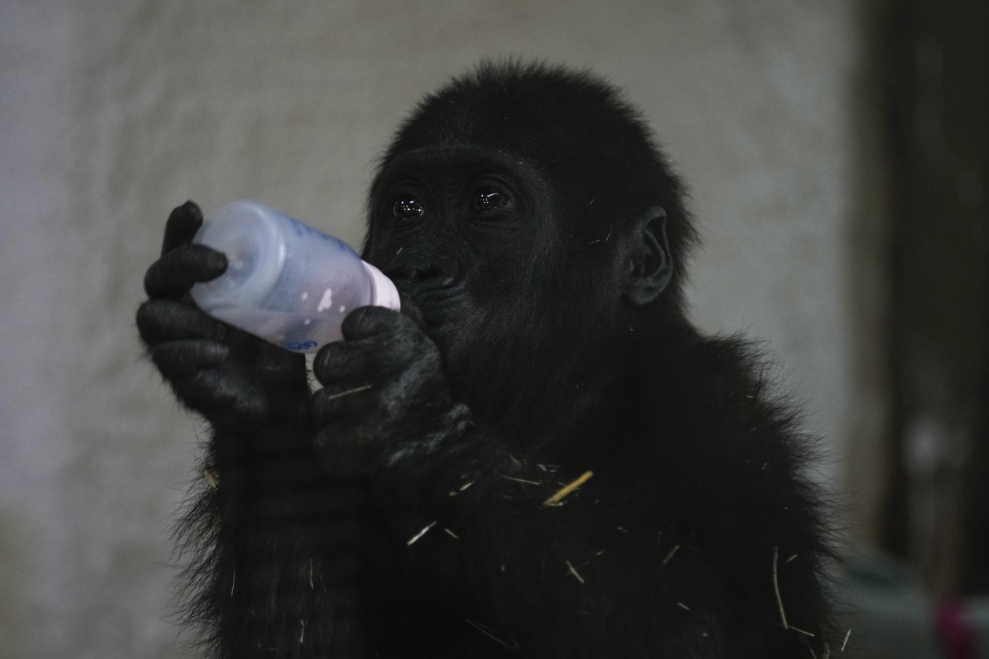 A young gorilla rescued from aircraft hold recovers at Istanbul zoo | iNFOnews.ca A young gorilla rescued from aircraft hold recovers at Istanbul zoo | iNFOnews.ca