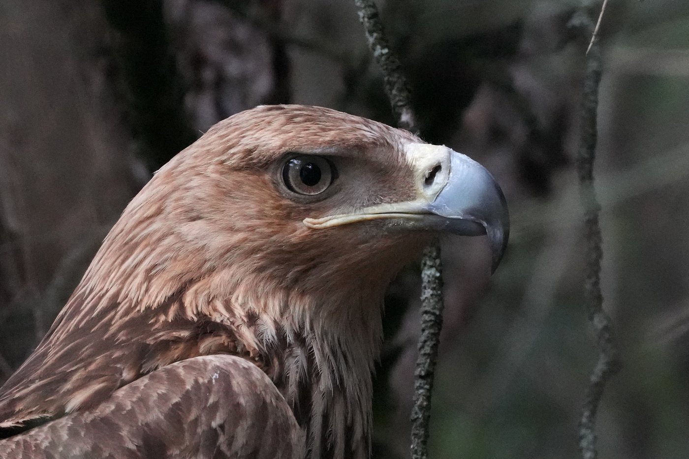 Feliks the eagle is back home in Serbia after a kidnap ordeal in the Middle East | iNFOnews.ca