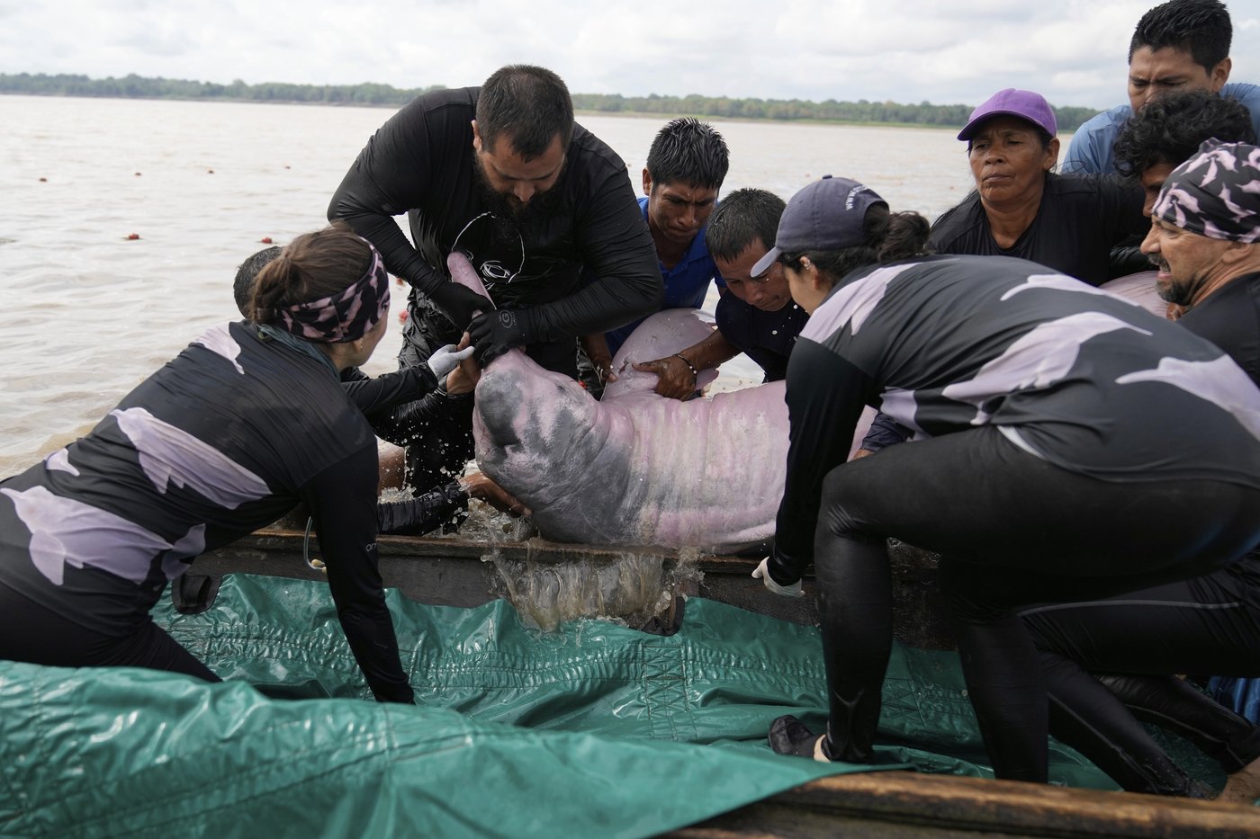 Endangered pink river dolphins face a rising mercury threat in the Amazon | iNFOnews.ca Endangered pink river dolphins face a rising mercury threat in the Amazon | iNFOnews.ca
