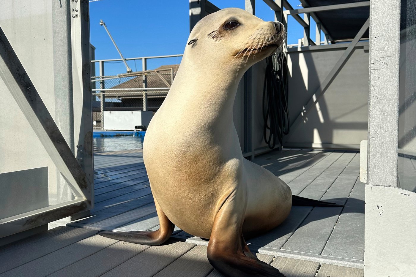 Scientists once thought only humans could bob to music. Ronan the sea lion helped prove them wrong | iNFOnews.ca
