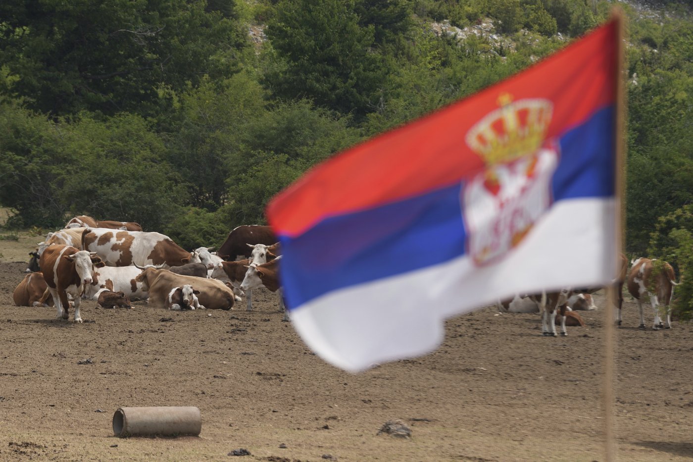 Water tanks replace springs on a Serbian mountain as drought endangers some 1,000 cows and horses | iNFOnews.ca Water tanks replace springs on a Serbian mountain as drought endangers some 1,000 cows and horses | iNFOnews.ca