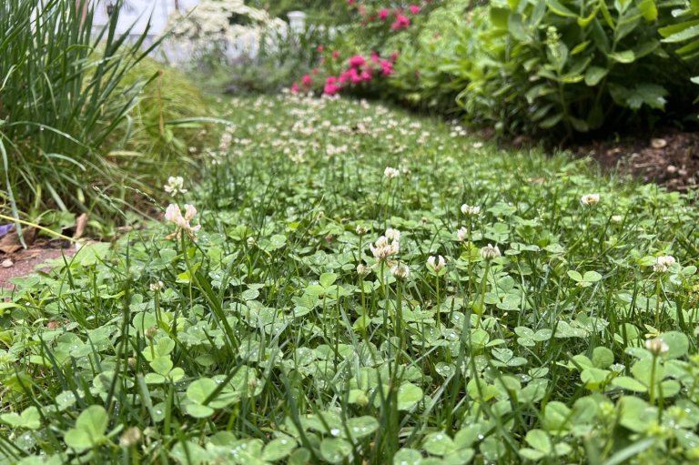 Adding mini clover to grass seed creates a green, hardy, drought-tolerant lawn | iNFOnews.ca