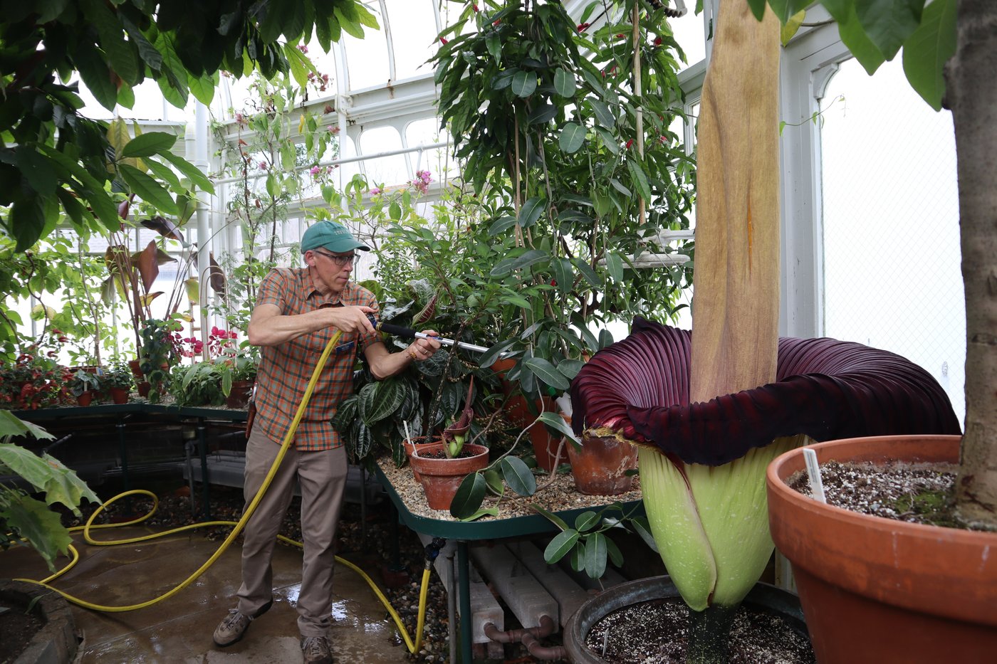 Mount Holyoke’s corpse flower blooms again, drawing crowds to its ‘rotting flesh’ stench | iNFOnews.ca Mount Holyoke’s corpse flower blooms again, drawing crowds to its ‘rotting flesh’ stench | iNFOnews.ca