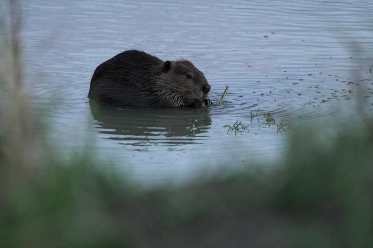 Bringing more beavers to watersheds is a powerful drought-fighting tool, experts say | iNFOnews.ca