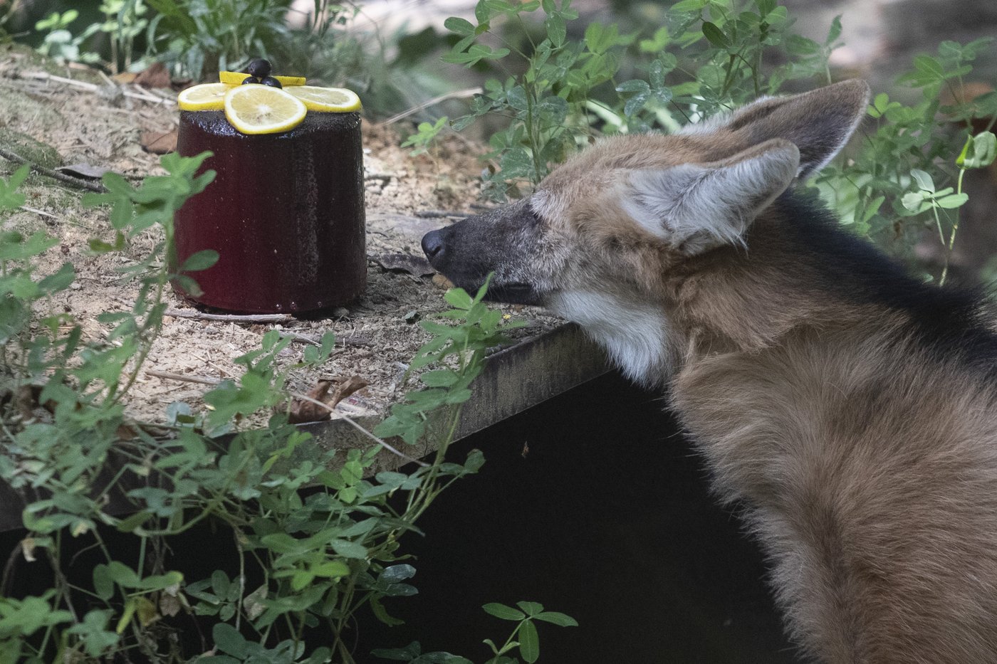 Rio's thirsty zoo animals get icy treats to cool down in Brazil’s stifling summer heat | iNFOnews.ca