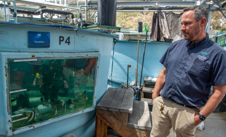 How the Aquarium of the Pacific scrambled to save hundreds of sea creatures after 2 smuggling busts | iNFOnews.ca