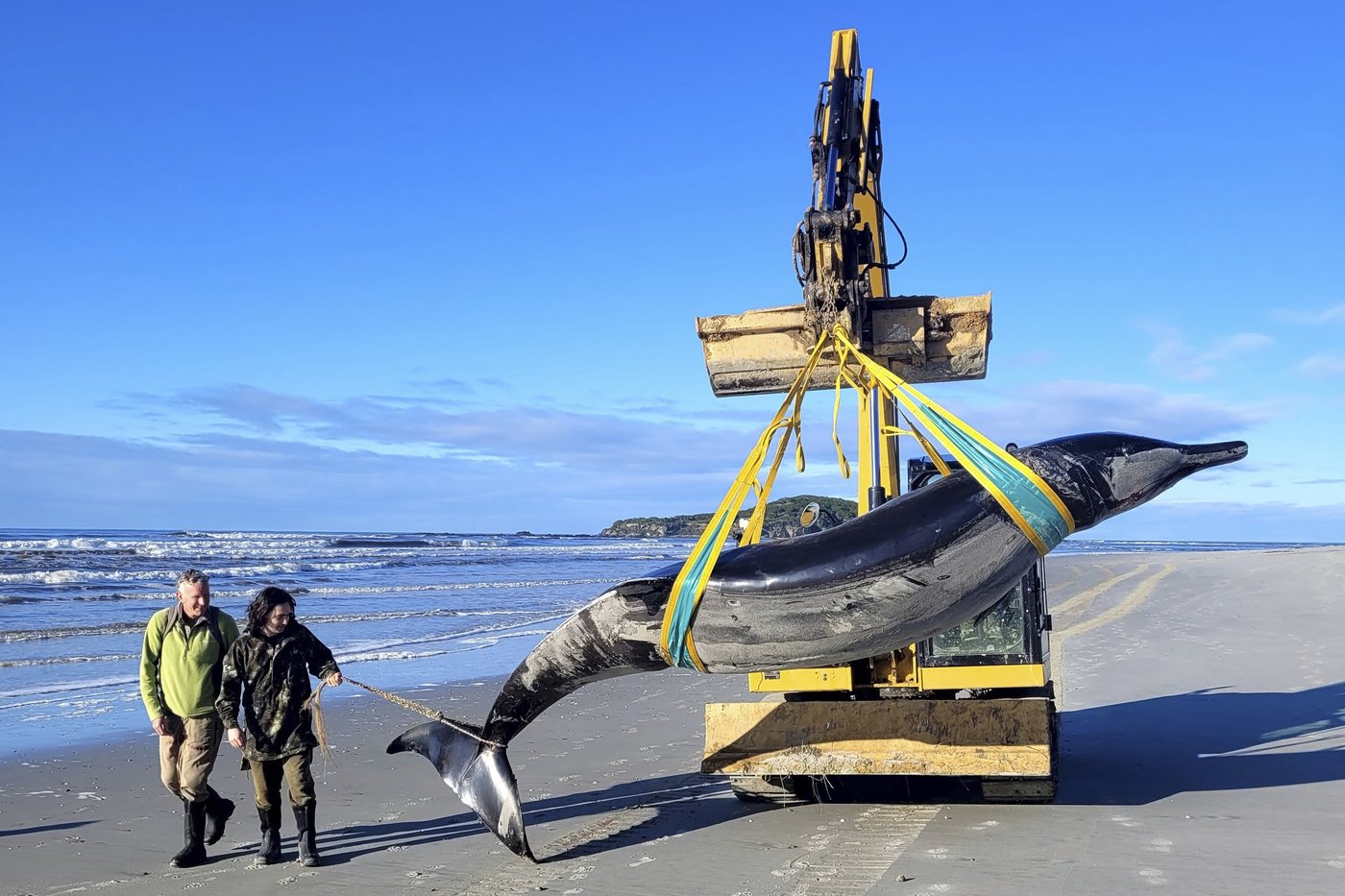 New Zealand scientists suspect specimen of world's rarest whale died from head injuries | iNFOnews.ca New Zealand scientists suspect specimen of world's rarest whale died from head injuries | iNFOnews.ca