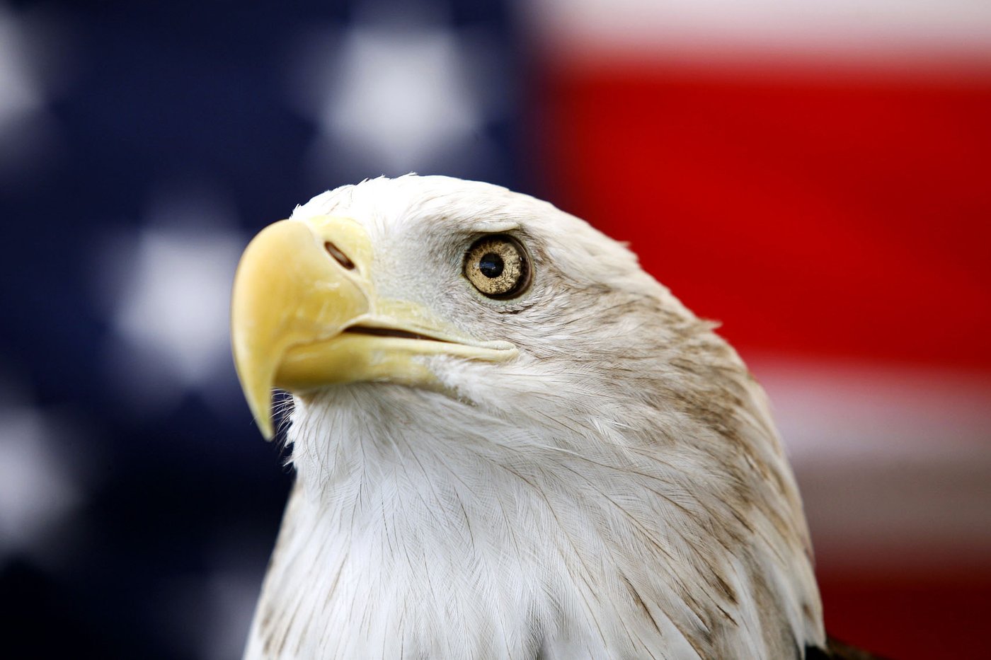 Biden signs a bill officially making the bald eagle the national bird of the US | iNFOnews.ca