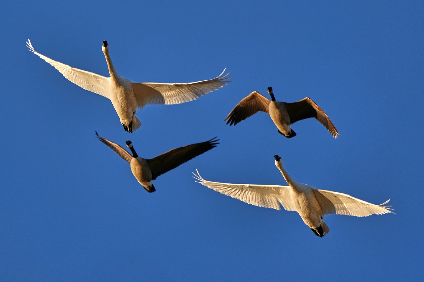 Photos show the dramatic dawn flight of migrating snow geese | iNFOnews.ca