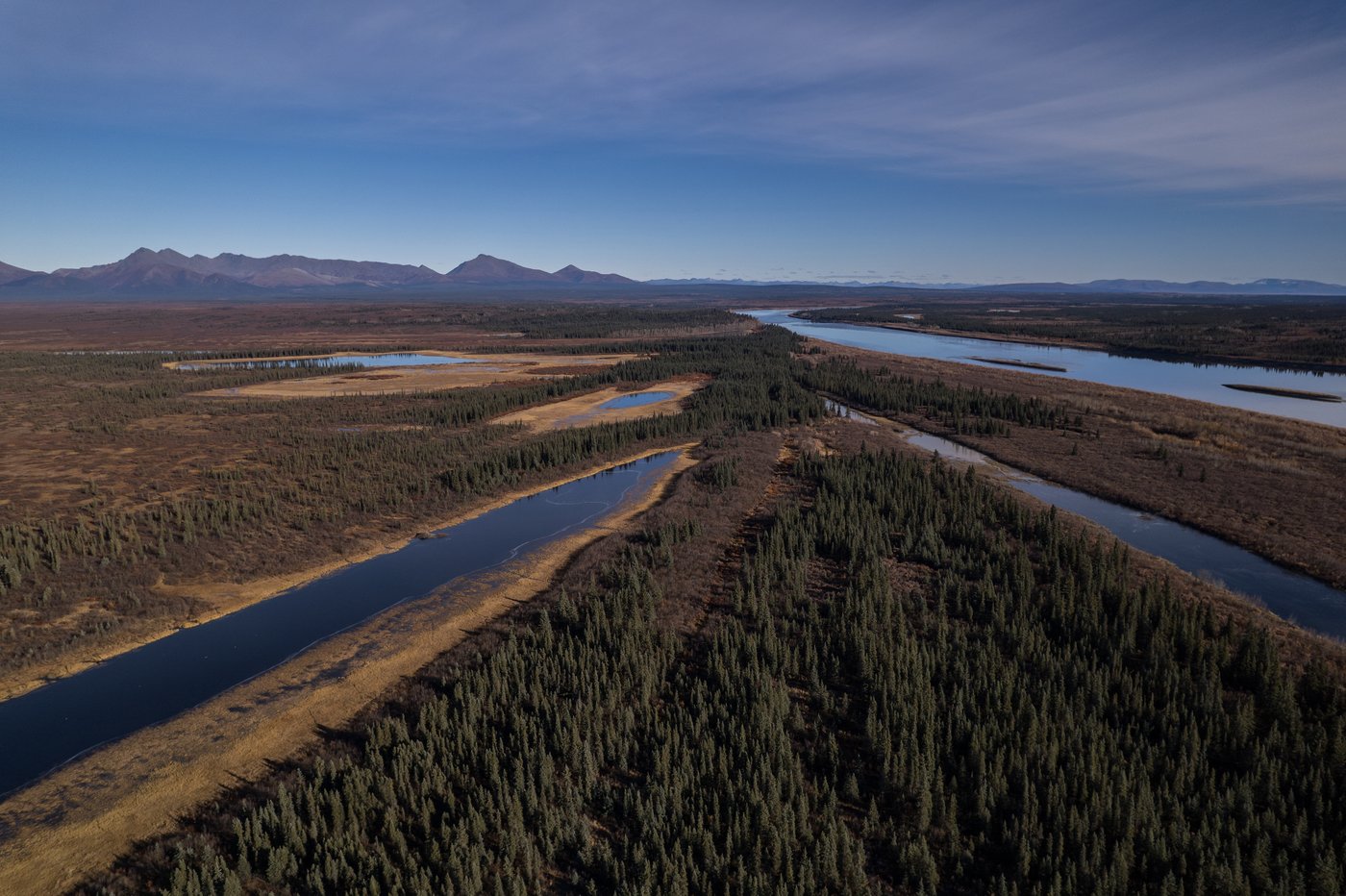 A lush knee-high jungle grows in the Arctic, but warming is changing Earth's mini-greenhouse | iNFOnews.ca A lush knee-high jungle grows in the Arctic, but warming is changing Earth's mini-greenhouse | iNFOnews.ca