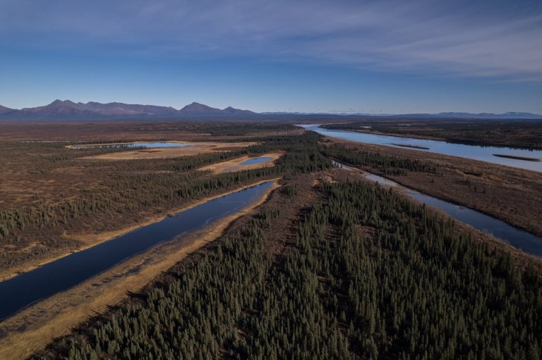 A lush knee-high jungle grows in the Arctic, but warming is changing Earth's mini-greenhouse | iNFOnews.ca