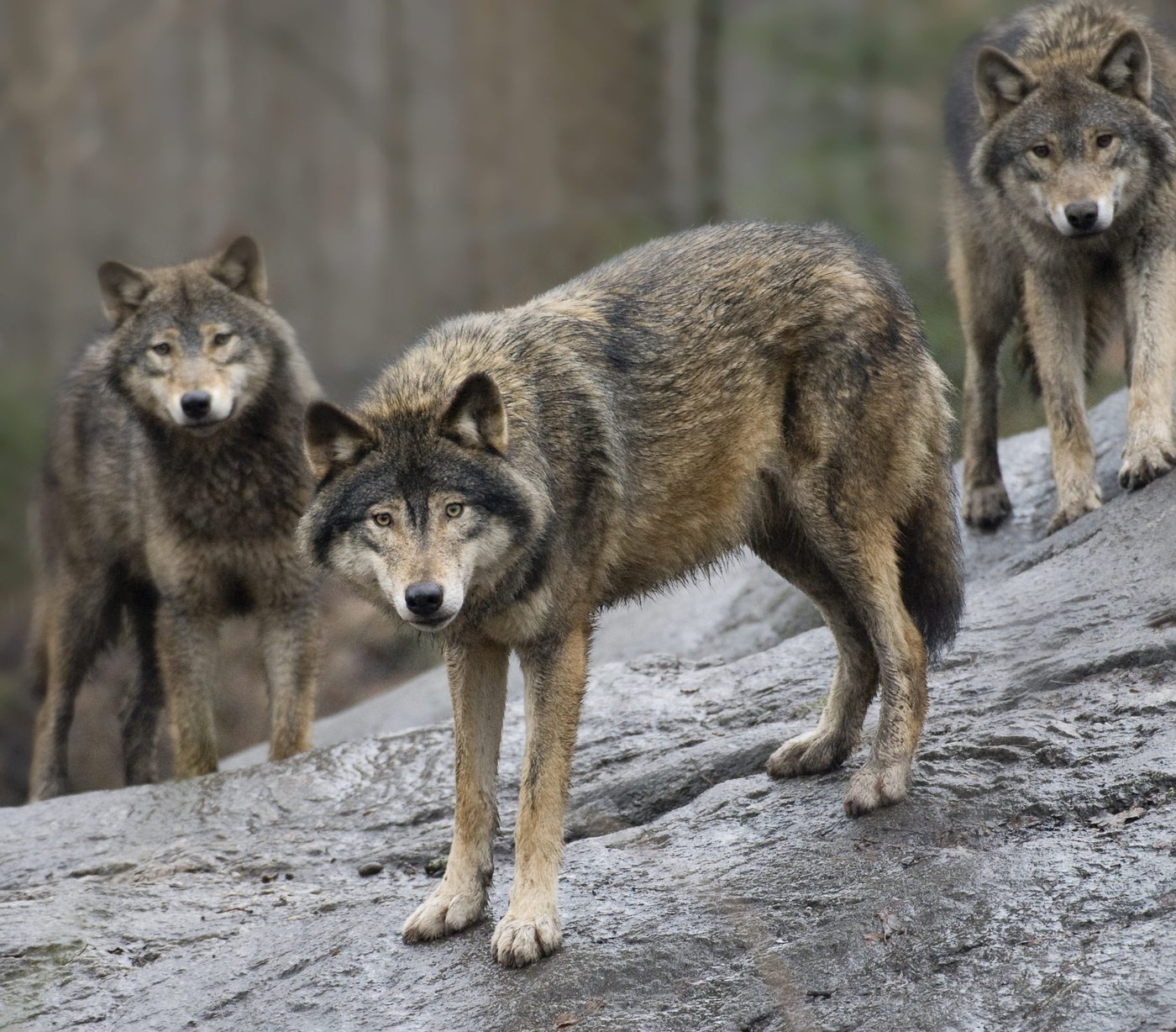 The EU moves to loosen protections for wolves as their population grows | iNFOnews.ca