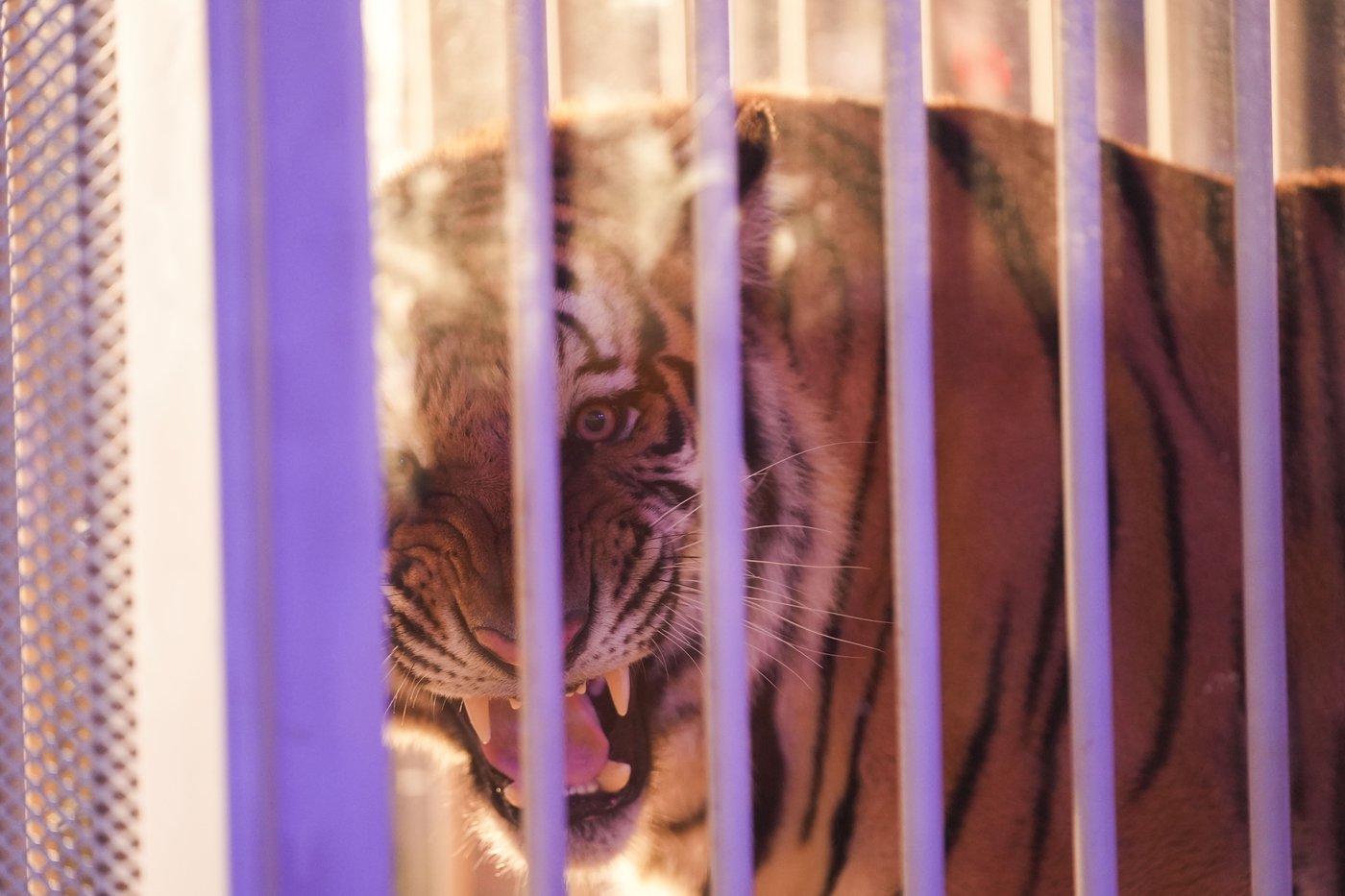 Caged tiger wheeled into LSU's Tiger Stadium for the first time since 2015 at governor's behest | iNFOnews.ca