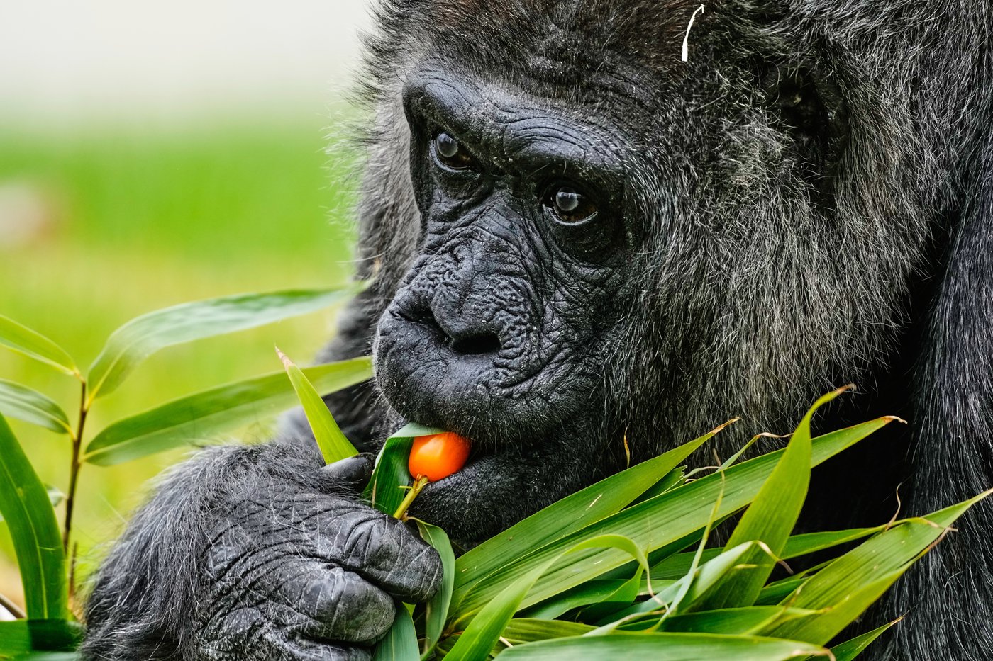 Fatou, the world's oldest gorilla living in captivity, celebrates her 69th birthday at Berlin Zoo | iNFOnews.ca Fatou, the world's oldest gorilla living in captivity, celebrates her 69th birthday at Berlin Zoo | iNFOnews.ca