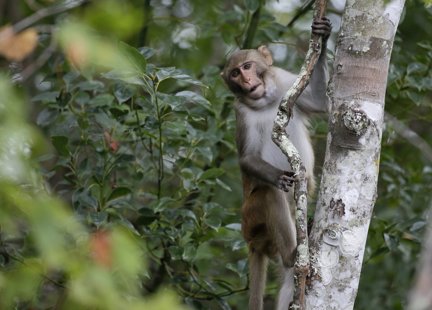 Last 4 escaped monkeys are captured in South Carolina after months on the loose | iNFOnews.ca