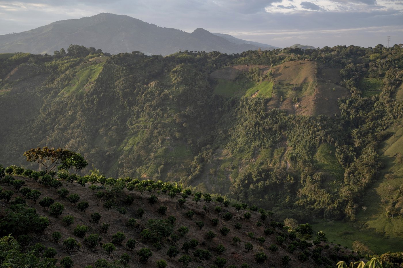 Violent guerrillas are taking Colombia's children. Unarmed Indigenous groups are confronting them | iNFOnews.ca Violent guerrillas are taking Colombia's children. Unarmed Indigenous groups are confronting them | iNFOnews.ca