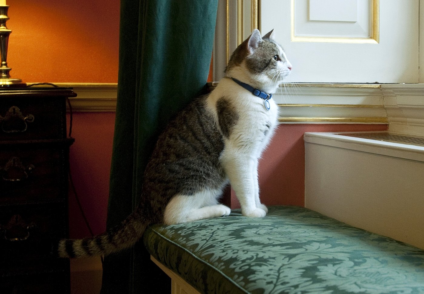 Larry the cat, Britain's Chief Mouser at 10 Downing Street for 15 years, in photos | iNFOnews.ca