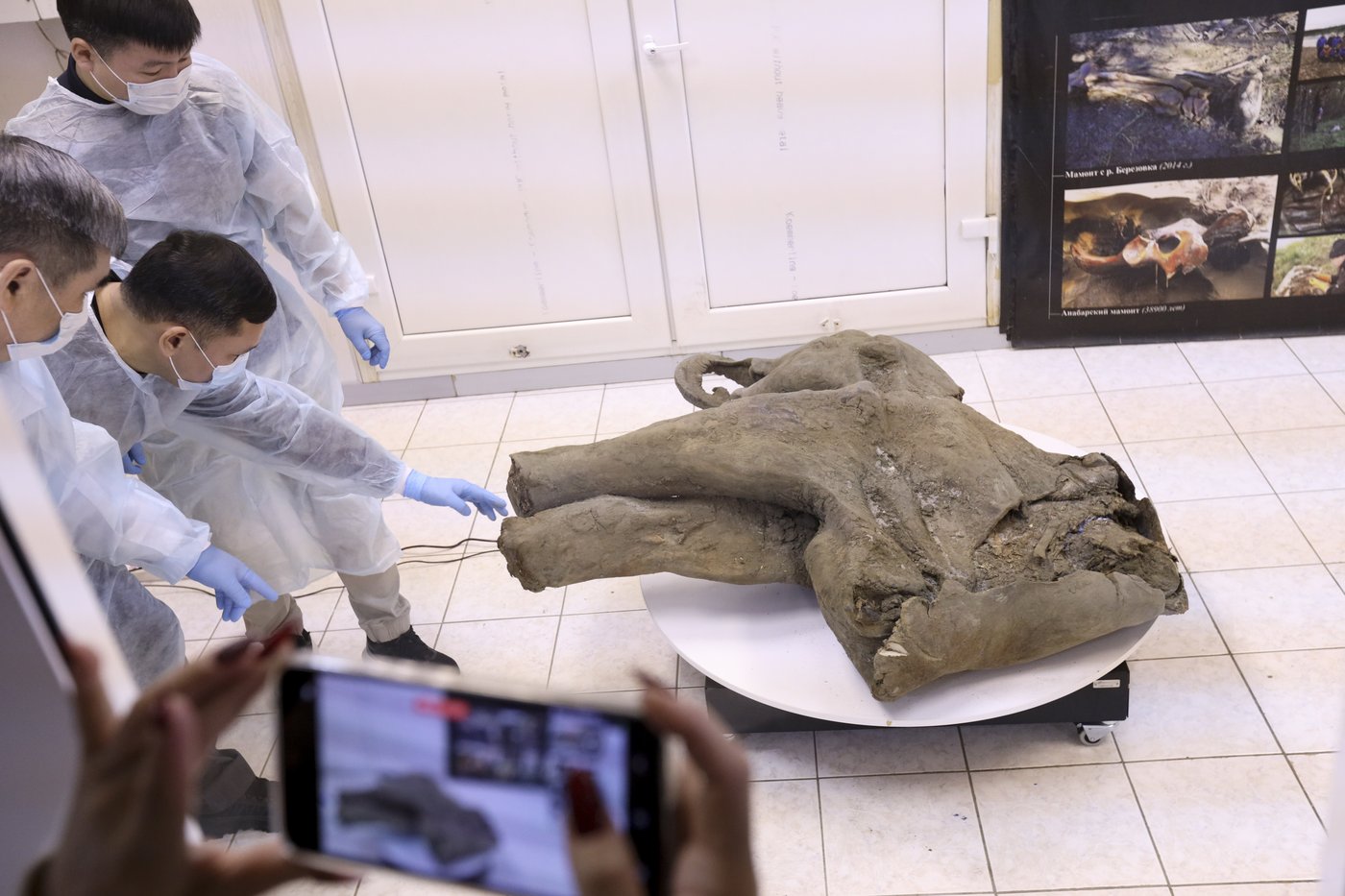 Baby mammoth preserved for 50,000 years is unveiled in Russia's Siberia | iNFOnews.ca
