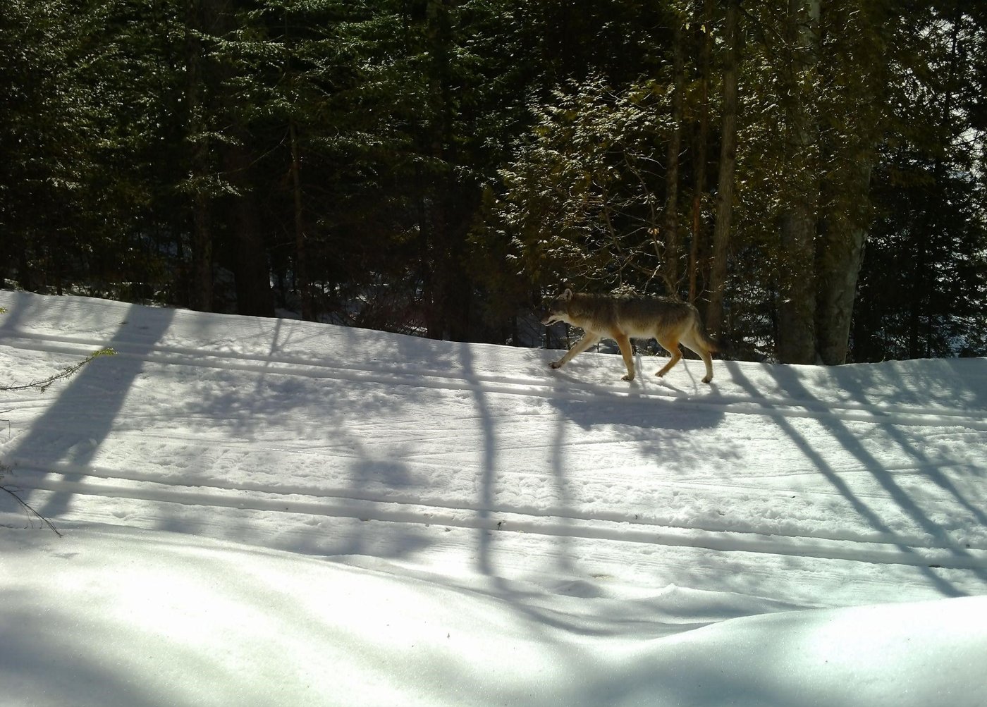 Conservationists eager to see plan to save rare eastern wolf found in Quebec, Ontario | iNFOnews.ca