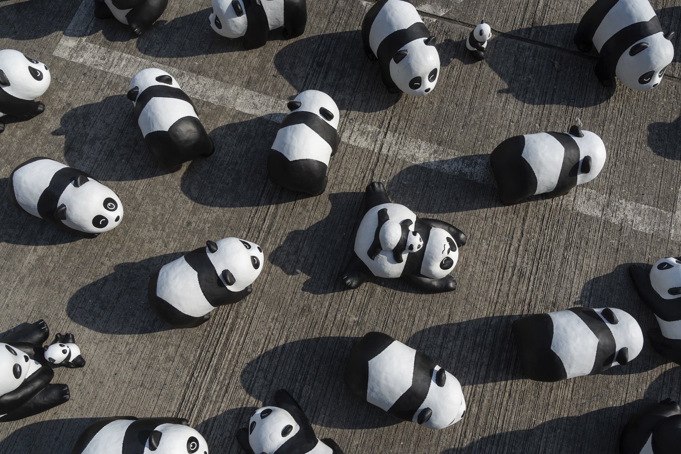 PHOTO COLLECTION: Hong Kong Panda | iNFOnews.ca PHOTO COLLECTION: Hong Kong Panda | iNFOnews.ca