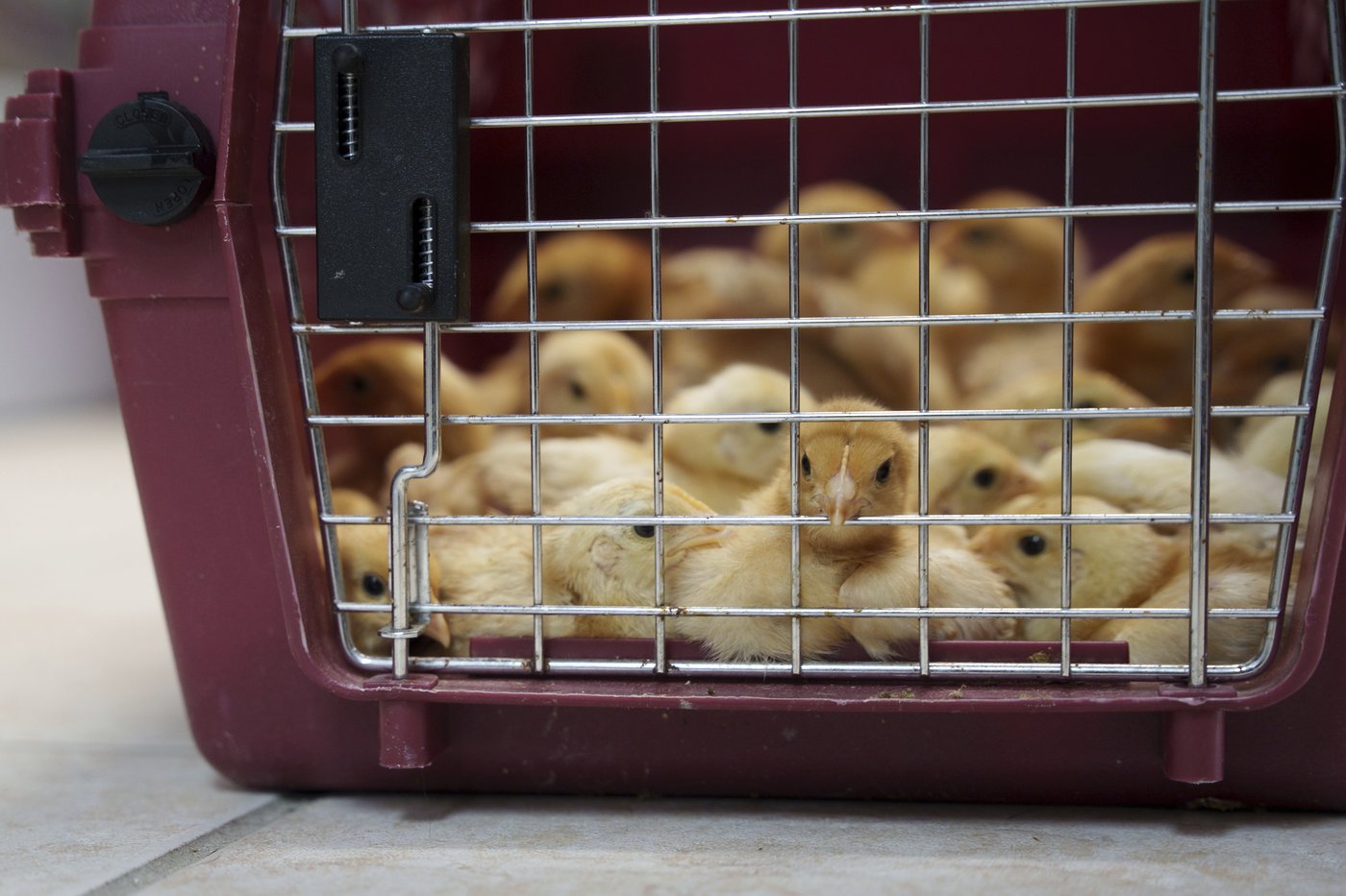 Thousands of chicks found abandoned in USPS truck have been adopted | iNFOnews.ca