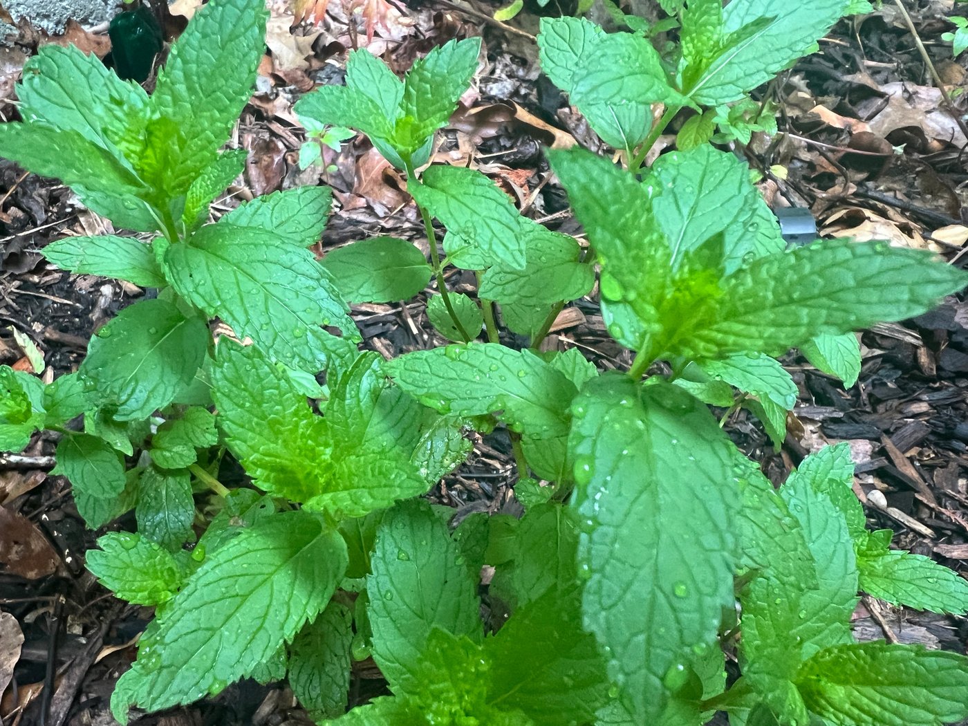 A soothing cup of herbal tea can begin in your garden | iNFOnews.ca A soothing cup of herbal tea can begin in your garden | iNFOnews.ca