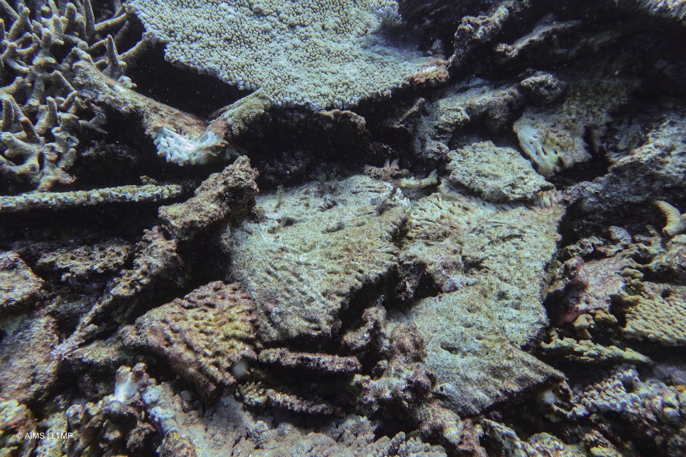 Great Barrier Reef records largest annual coral loss in 39 years | iNFOnews.ca