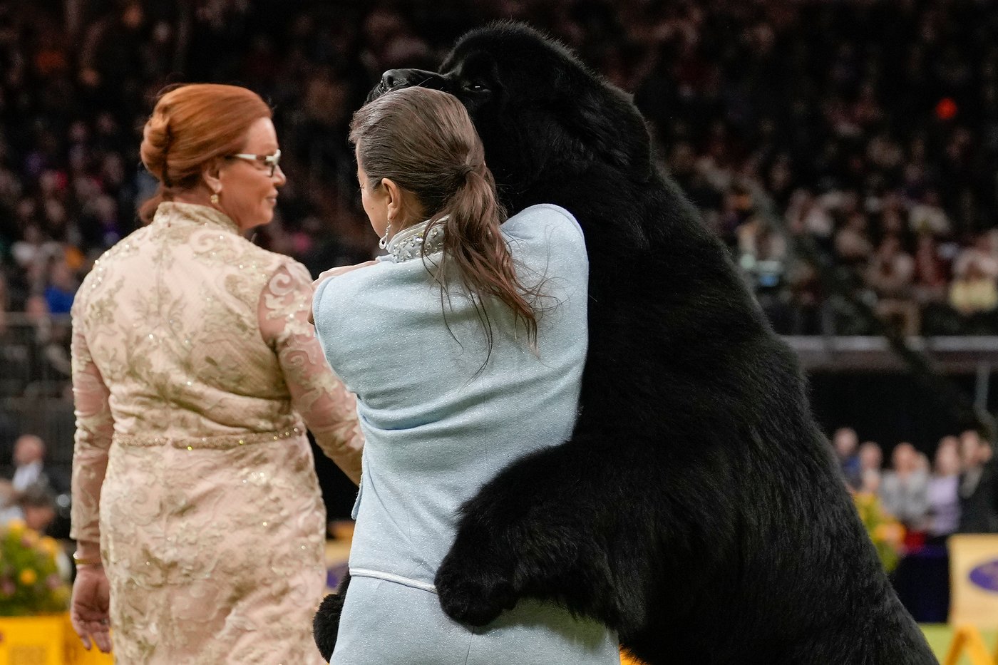 Photo Gallery: The Westminster dog show | iNFOnews.ca