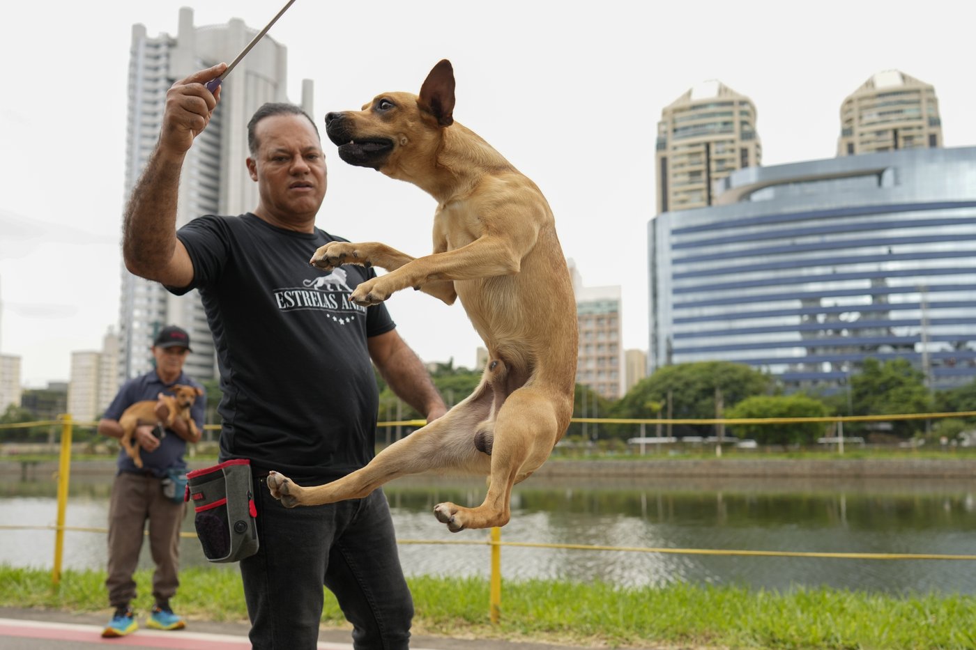 These Brazilian caramel-colored stray dogs were long overlooked. Now, they're having a major moment | iNFOnews.ca