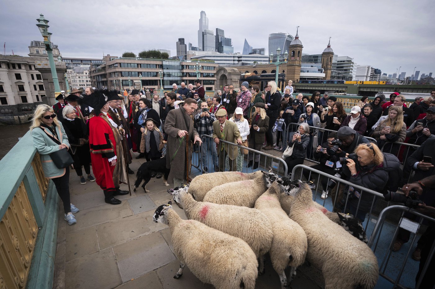Damian Lewis herds sheep over a London bridge in homage to a medieval tradition | iNFOnews.ca