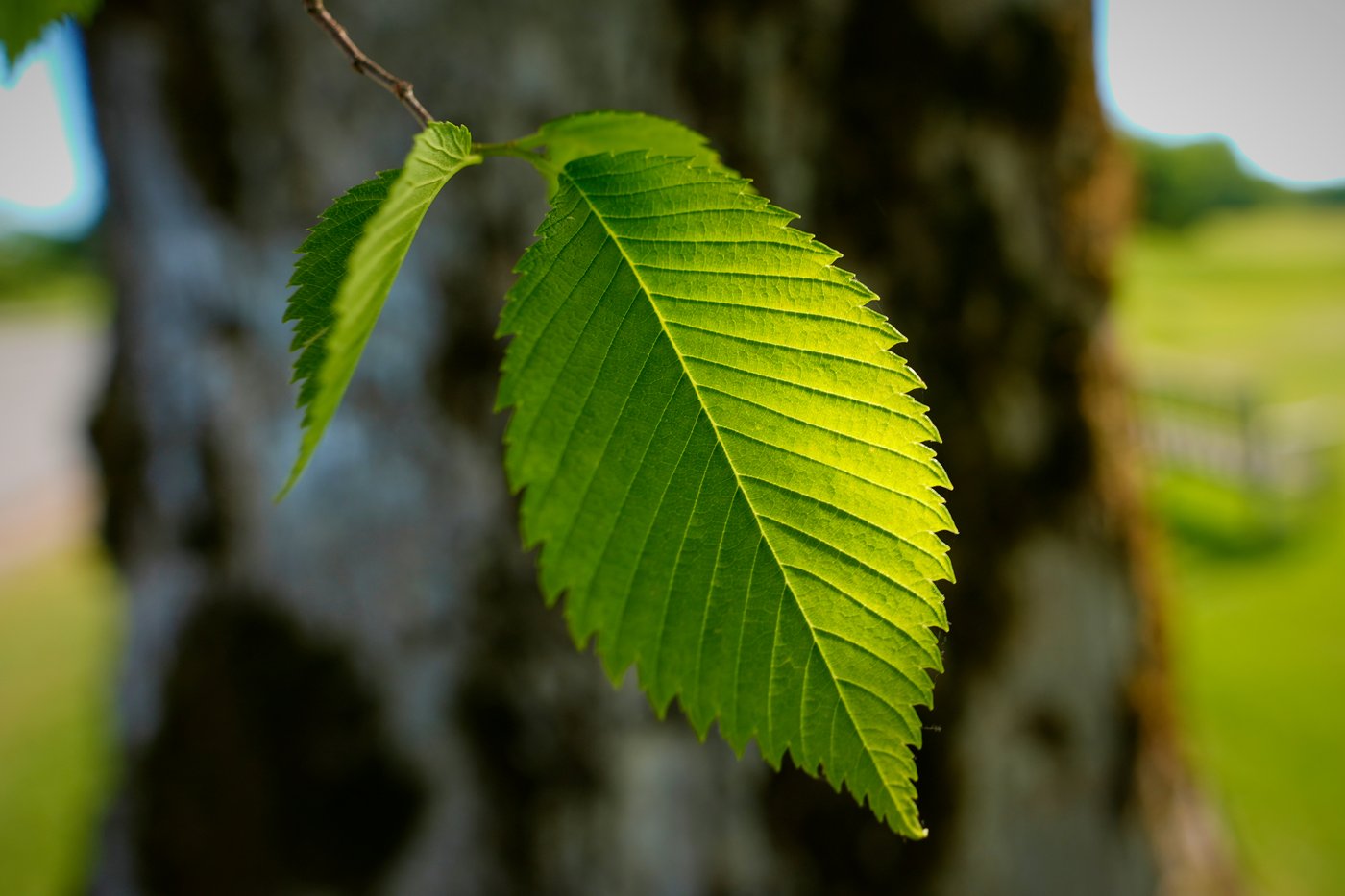 A new generation of elm trees could be equipped to beat the disease that killed the parents | iNFOnews.ca A new generation of elm trees could be equipped to beat the disease that killed the parents | iNFOnews.ca