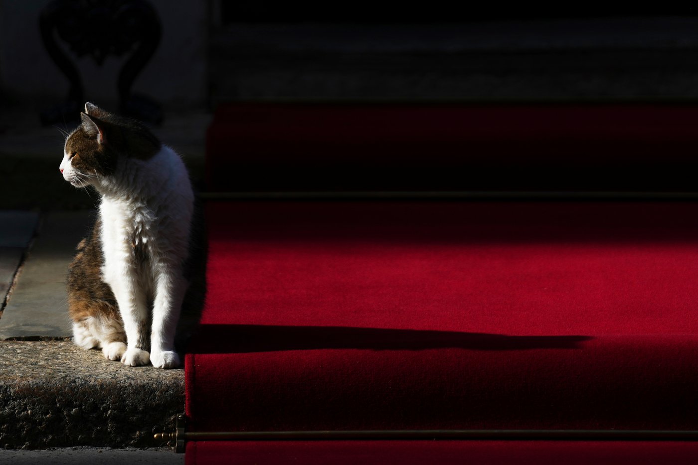 Larry the cat, Britain's Chief Mouser at 10 Downing Street for 15 years, in photos | iNFOnews.ca