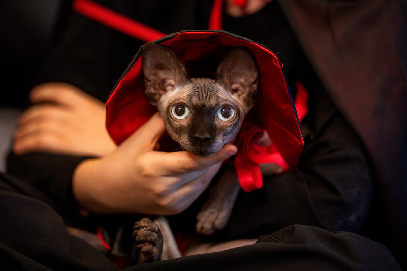 Photos of pets dressed up in costumes for Romania’s annual animal expo | iNFOnews.ca