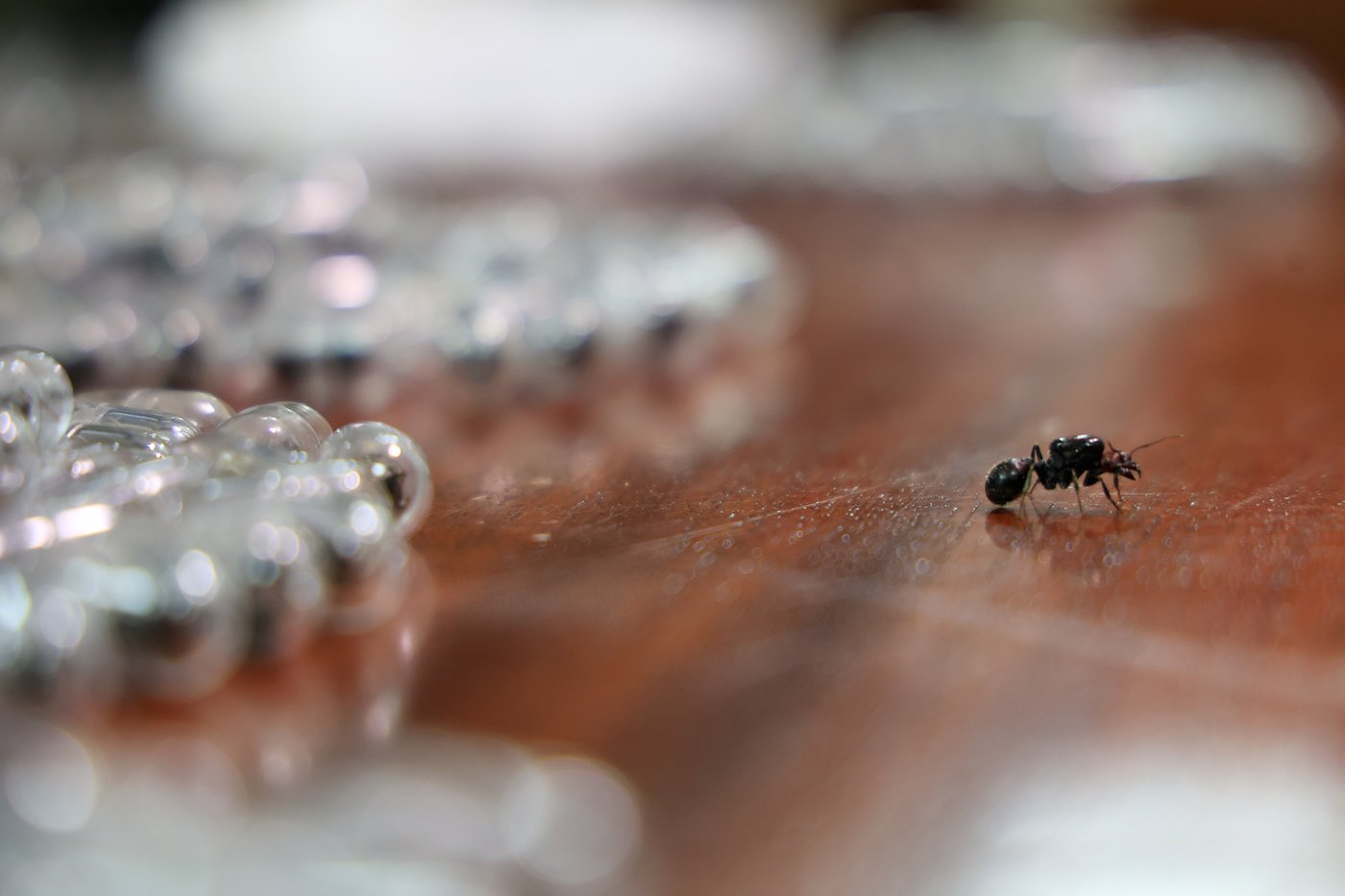 2 men found with hundreds of ants are charged with illegally dealing in wildlife in Kenya | iNFOnews.ca