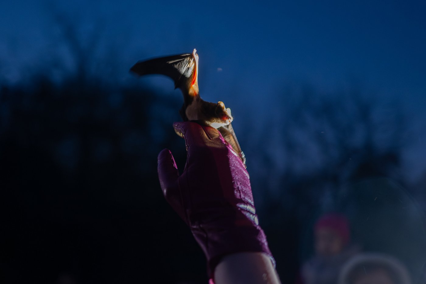 After harsh winter, Ukrainians find joy in releasing bats rescued from war | iNFOnews.ca