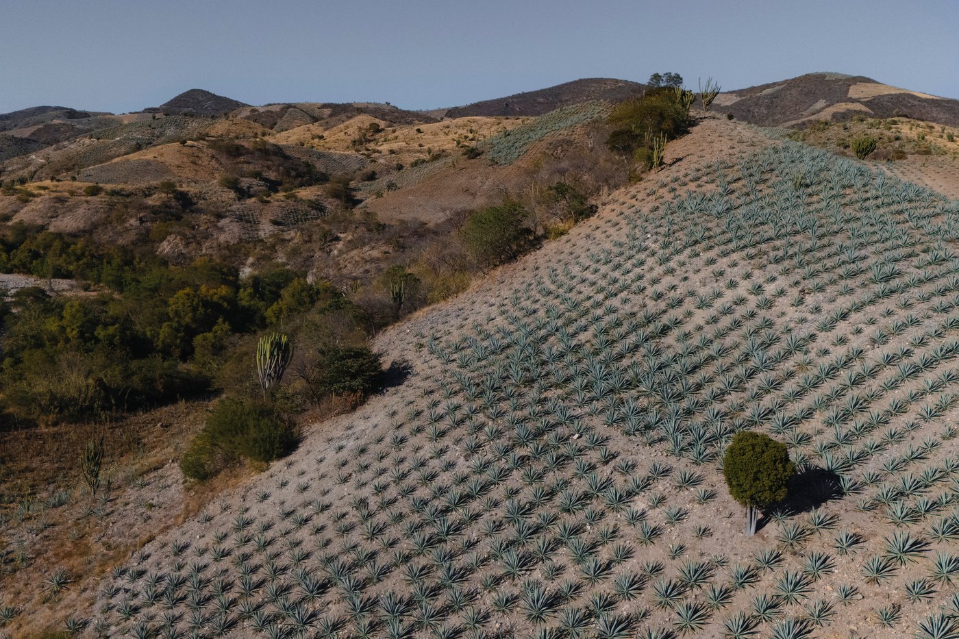 Mezcal's popularity is booming in the US. That comes with a growing environmental cost in Mexico | iNwine