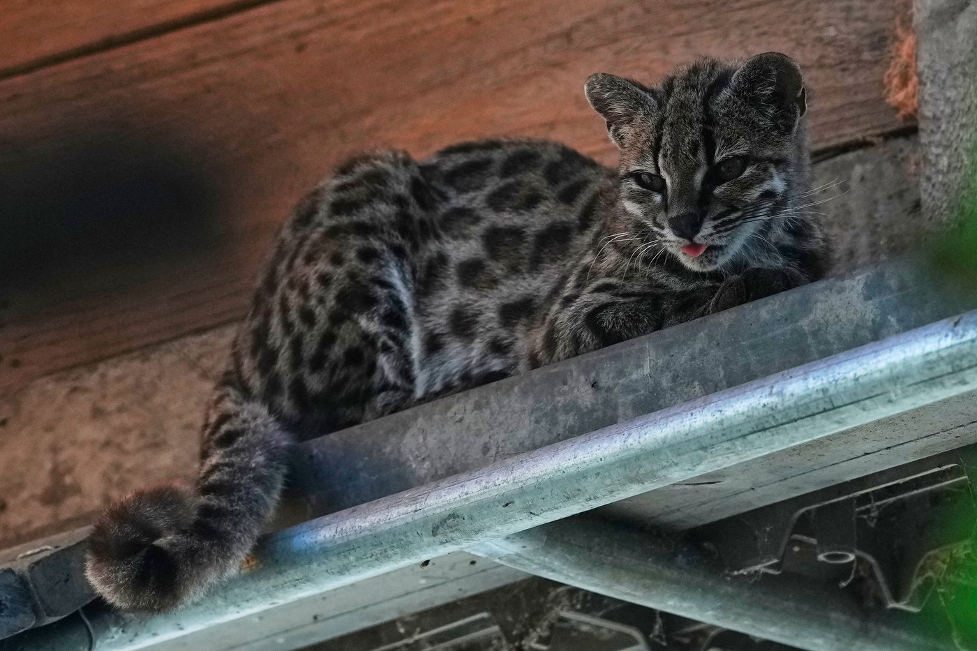 Tiny wild cat newly identified as a species draws curious visitors in Bolivia | iNFOnews.ca Tiny wild cat newly identified as a species draws curious visitors in Bolivia | iNFOnews.ca
