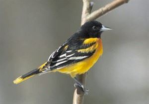 CP29822449